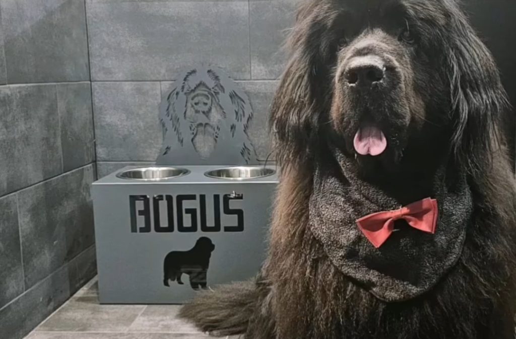 miski nowofundland miski dla dużego psa