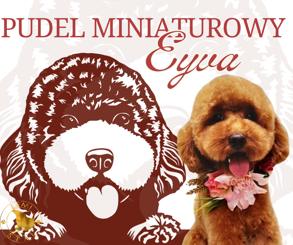 Eyva pudel miniaturowy TOY